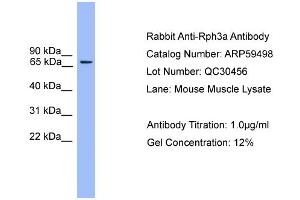 WB Suggested Anti-Rph3a  Antibody Titration: 0. (RPH3A 抗体  (N-Term))