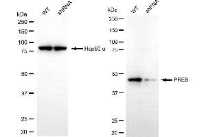 anti-Prolactin Regulatory Element Binding (PREB) antibody
