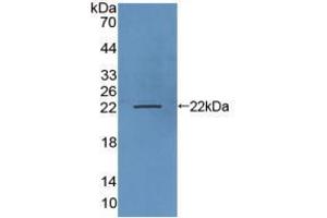 Western blot analysis of recombinant Human LAMP3. (LAMP3 抗体  (AA 222-381))
