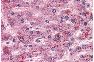 Anti-GPR15 antibody  ABIN1048732 IHC staining of human liver. (GPR15 抗体  (Extracellular Domain))