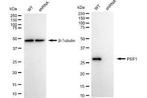 Western blotting analysis using PEF1 antibody (ABIN7799754).