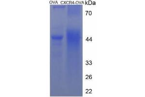 Image no. 1 for Chemokine (C-X-C Motif) Receptor 4 (CXCR4) (AA 26-37) peptide (Ovalbumin) (ABIN5666118) (Chemokine (C-X-C Motif) Receptor 4 (CXCR4) (AA 26-37) peptide (Ovalbumin))