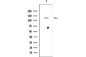anti-Cadherin 4 (CDH4) (Internal Region) antibody