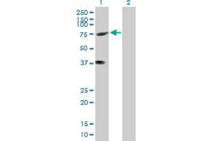 Western Blot analysis of KIFC3 expression in transfected 293T cell line by KIFC3 MaxPab polyclonal antibody. (KIFC3 抗体  (AA 1-687))
