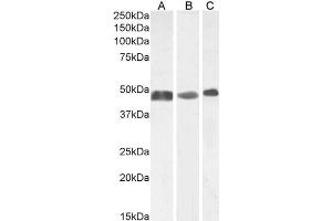 Western Blotting (WB) image for anti-Glial Fibrillary Acidic Protein (GFAP) (C-Term) antibody (ABIN185730)