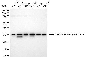 Western blotting analysis using TNF superfamily member 9 antibody (ABIN7800671).