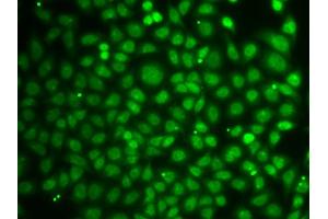 Immunofluorescence analysis of A549 cells using ZNF346 antibody (ABIN5971759). (ZNF346 抗体)