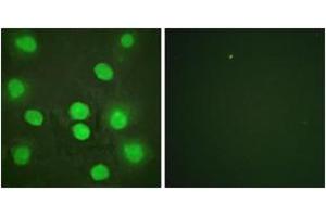 Immunofluorescence (IF) image for anti-GATA Binding Protein 4 (GATA4) (AA 228-277) antibody (ABIN2888839) (GATA4 抗体  (AA 228-277))