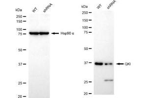 Western blotting analysis using QKI antibody (ABIN7800036). (Recombinant QKI 抗体)