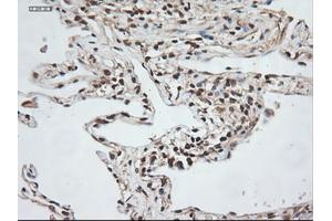 Image no. 2 for anti-Neurotrophin 3 (NTF3) (AA 139-257) antibody (ABIN1490920) (Neurotrophin 3 抗体  (AA 139-257))