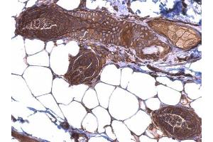 Immunohistochemistry (IHC) image for anti-Heat Shock Protein 90kDa alpha (Cytosolic), Class B Member 1 (HSP90AB1) (N-Term) antibody (ABIN2855047)