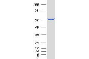 Western Blotting (WB) image for 5-Aminoimidazole-4-Carboxamide Ribonucleotide Formyltransferase/IMP Cyclohydrolase (ATIC) protein (Myc-DYKDDDDK Tag) (ABIN2715026)