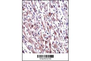 Immunohistochemistry (IHC) image for anti-Egl-9 Family Hypoxia Inducible Factor 3 (EGLN3) (AA 203-231), (C-Term) antibody (ABIN5534232)