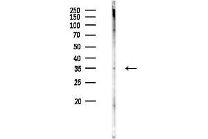 Western blot analysis of lysates from Hela cells(UV 30 min treatment), using OR8I2 Antibody at 1/1000 dilution.