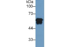Western blot analysis of Human Liver lysate, using Human FGb Antibody (2 µg/ml) and HRP-conjugated Goat Anti-Mouse antibody (