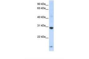 Image no. 1 for anti-Zinc Finger Protein 138 (ZNF138) (AA 177-226) antibody (ABIN6738382) (ZNF138 抗体  (AA 177-226))