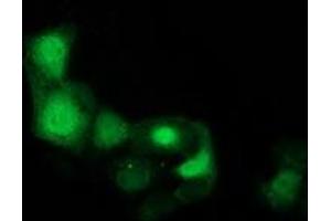 Anti-CDK2 mouse monoclonal antibody (ABIN2454506) immunofluorescent staining of COS7 cells transiently transfected by pCMV6-ENTRY CDK2 (RC200494). (CDK2 抗体)