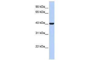 HSD3B1 antibody used at 1 ug/ml to detect target protein. (HSD3B1 抗体  (N-Term))