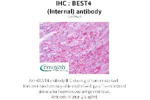 Image no. 1 for anti-Bestrophin 4 (BEST4) (Internal Region) antibody (ABIN1732306) (Bestrophin 4 抗体  (Internal Region))
