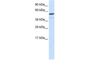 WB Suggested Anti-FOXI1 Antibody Titration:  0. (FOXI1 抗体  (Middle Region))