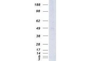 Western Blotting (WB) image for G Protein-Coupled Receptor 85 (GPR85) protein (Myc-DYKDDDDK Tag) (ABIN2722196)