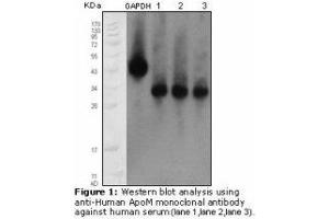 Image no. 1 for anti-Apolipoprotein M (APOM) antibody (ABIN232123) (Apolipoprotein M 抗体)