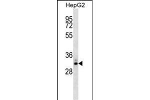 STC2 Antibody (ABIN1539810 and ABIN2843801) western blot analysis in HepG2 cell line lysates (35 μg/lane). (Stanniocalcin 2 抗体)