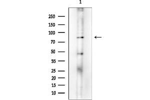 Western blot analysis of lysates from Rat testis, using Hsp90 alpha Mouse Monoclonal Antibody at 1/1000 dilution.