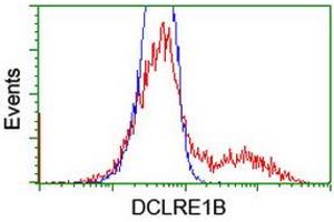 HEK293T cells transfected with either RC205744 overexpress plasmid (Red) or empty vector control plasmid (Blue) were immunostained by anti-DCLRE1B antibody (ABIN2454181), and then analyzed by flow cytometry. (DCLRE1B 抗体  (AA 1-280))