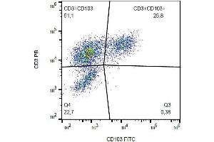Surface staining of CD103 on PHA-activated PBMC with anti-CD103 (Ber-ACT8) FITC. (CD103 抗体  (FITC))