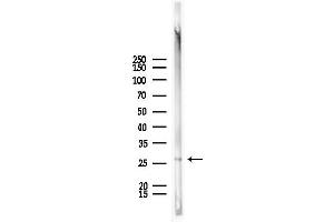Western blot analysis of lysates from Mouse lung, using Rabl2 Antibody at 1/1000 dilution. (Rabl2 抗体  (C-Term))