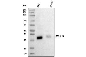 anti-Four and A Half LIM Domains 3 (FHL3) (AA 41-84), (N-Term) antibody