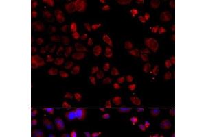 Immunofluorescence (IF) image for anti-Solute Carrier Family 22 (Organic Cation Transporter), Member 11 (SLC22A11) antibody (ABIN7012002)