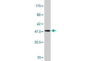 Western Blot detection against Immunogen (52.