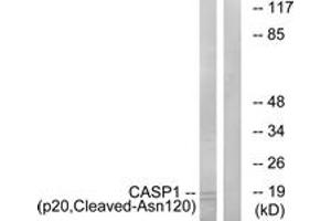 Western blot analysis of extracts from rat eye cells, using Caspase 1 (p20,Cleaved-Asn120) Antibody. (Caspase 1 抗体  (Cleaved-Asn120))
