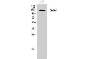 Western Blotting (WB) image for anti-Glutamate Receptor, Ionotropic, AMPA 4 (GRIA4) (Ser433) antibody (ABIN3175287) (GRIA4 抗体  (Ser433))