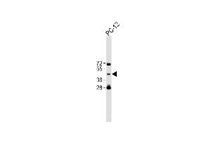 All lanes : Anti-TBC1D13 Antibody (Center) at 1:500 dilution Lane 1:PC-12 whole cell lysate Lysates/proteins at 20 μg per lane.