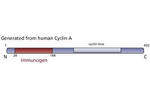 Image no. 3 for anti-Cyclin A2 (CCNA2) (AA 26-144) antibody (ABIN968445) (Cyclin A 抗体  (AA 26-144))