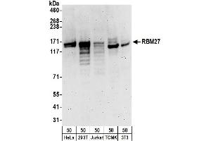 Western Blotting (WB) image for anti-RNA Binding Motif Protein 27 (RBM27) (AA 700-750) antibody (ABIN7454730) (RBM27 抗体  (AA 700-750))