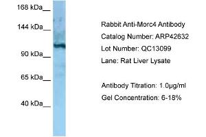 Western Blotting (WB) image for anti-MORC Family CW-Type Zinc Finger 4 (MORC4) (C-Term) antibody (ABIN2775506) (MORC4 抗体  (C-Term))