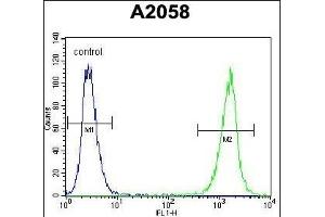 LCK Antibody (N-term) (ABIN392101 and ABIN2841855) flow cytometric analysis of  cells (right histogram) compared to a negative control cell (left histogram). (LCK 抗体  (N-Term))