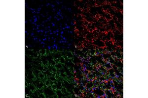Immunohistochemistry analysis using Rabbit Anti-ENaC Polyclonal Antibody (ABIN2486345).
