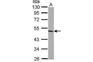 WB Image Sample (50 ug of whole cell lysate) A: mouse brain 10% SDS PAGE antibody diluted at 1:10000 (ENO3 抗体)