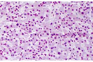 Anti-FBXW7 antibody IHC staining of human liver. (FBXW7 抗体  (AA 599-708))