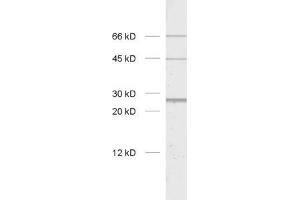 dilution: 1 : 1000, sample: rat brain homogenate. (BNIP1 抗体  (AA 5-105))