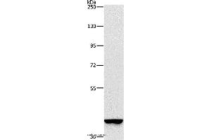 Western blot analysis of A549 cell, using GAPDHS Polyclonal Antibody at dilution of 1:375 (GAPDHS 抗体)