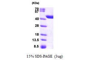 SDS-PAGE (SDS) image for Crystallin, Zeta, Homolog (AA 1-349) protein (His tag) (ABIN666991) (CRYZL1 Protein (AA 1-349) (His tag))