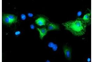 Immunofluorescence (IF) image for anti-Schwannomin Interacting Protein 1 (SCHIP1) antibody (ABIN1500823) (SCHIP1 抗体)