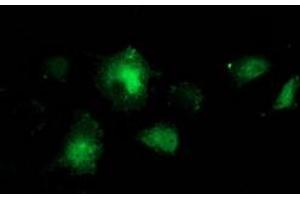 Anti-BCAR1 mouse monoclonal antibody (ABIN2454311) immunofluorescent staining of COS7 cells transiently transfected by pCMV6-ENTRY BCAR1 (RC209133). (BCAR1 抗体)