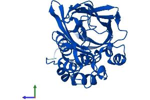 Protein Structure (PS) image for N-Acetyltransferase 1 (Arylamine N-Acetyltransferase) (NAT1) (AA 1-290) protein (His tag) (ABIN7552326)
